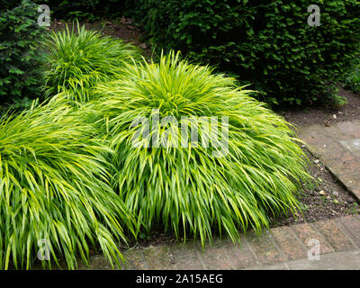 Due grandi piante di golden hakonechloa Hakonechloa macra "aureola" Foto Stock