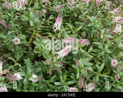 Una fioritura delle piante di Hebe Nicola's arrossire che mostra i fiori di colore rosa pallido che la Dissolvenza al bianco Foto Stock