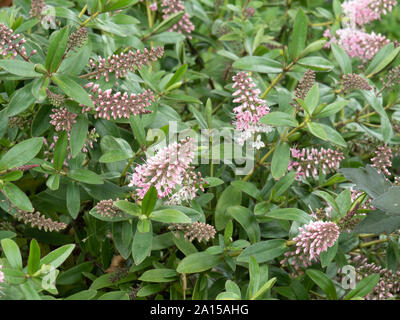 Una fioritura delle piante di Hebe Nicola's arrossire che mostra i fiori di colore rosa pallido che la Dissolvenza al bianco Foto Stock