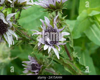 Una chiusura del fiore lilla di Berkheya purpurea Foto Stock