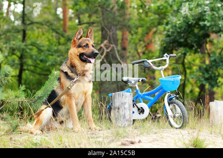 Pastore Tedesco dog sitter e custodire un po' i bambini biciclette blu all'aperto nel parco Foto Stock