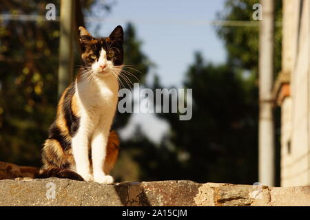 Tricolore cat seduti all'aperto a portata di mano. Maneki Neko kitty rilassarvi nel cortile di autunno Foto Stock