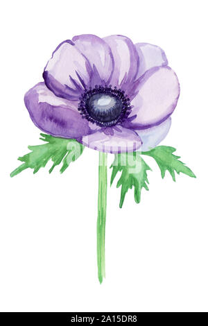 Viola anemone, schizzo su uno sfondo bianco. Illustrazione ad acquerello, disegnati a mano. È perfetto per biglietti di auguri, invito a nozze, compleanno e m Foto Stock