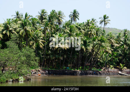 Alberi di noce di cocco in area di Konkan vicino Dabhol jetty, Maharashtra, India Foto Stock