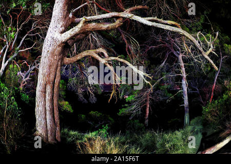 La notte nella foresta di pini. San Domino Island, arcipelago delle Tremiti. La puglia, Italia Foto Stock