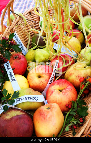 Collezione di rare varietà di inglese Apple in un cesto di vimini - Giovanni Gollop Foto Stock