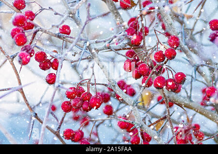 Maturi frutti di biancospino coperto di neve.Il fuoco selettivo. Close up. Foto Stock
