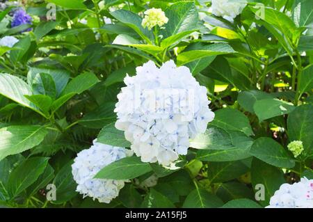 White hydrangea fiori - Hortensia (Funchal, Madeira, Portogallo) Foto Stock