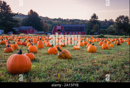 Zucche poste per la raccolta nei pressi di granaio rosso in inizio di mattina di erba di rugiada, Sparta, NJ. Rientrano le attività. Foto Stock