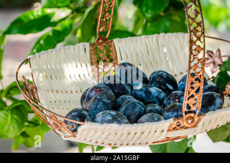 Cesto pieno di forma ovale di prugne nere noto anche come prugne fresche Foto Stock