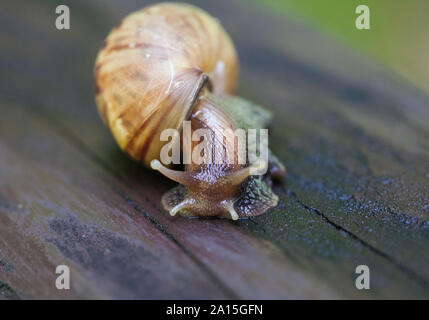 Snail scivolando sul bagnato texture di legno. Grande mollusco lumache con luce marrone striato, Shell Helix pomatia, Borgogna lumaca, romano, lumaca lumaca commestibili Foto Stock