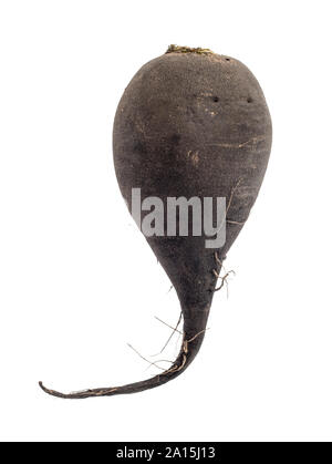 Mature Rafano nero taproot ritagliata su sfondo bianco Foto Stock