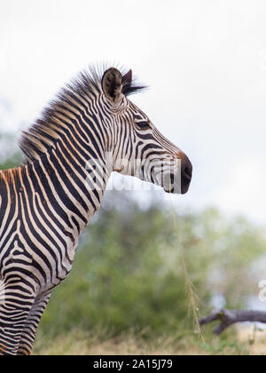 Un sub specie di Zebra comune dalla Riserva Selous in Tanzania Foto Stock