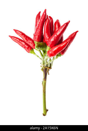 Cluster di freschi maturi peperoncino rosso (peperoncini) isolato su bianco cackground Foto Stock