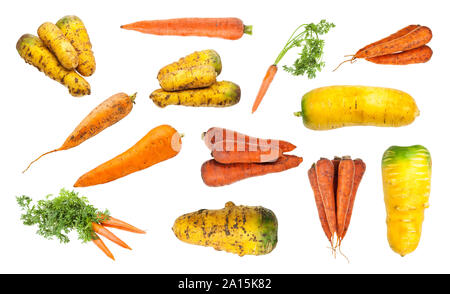 Set di varie mature carota organico taproots isolati su sfondo bianco Foto Stock