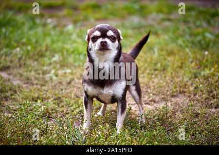 Affascinante piccolo chihuahua cane in un allegro Foto Stock