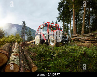 Traino del trattore tronchi di alberi in una foresta, Kolsass, Tirolo, Austria Foto Stock