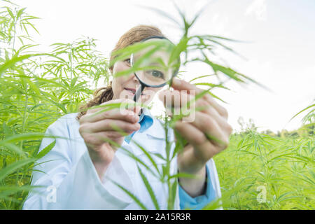 Scienziato con lente di ingrandimento esaminando pianta della canapa in una piantagione di canapa Foto Stock