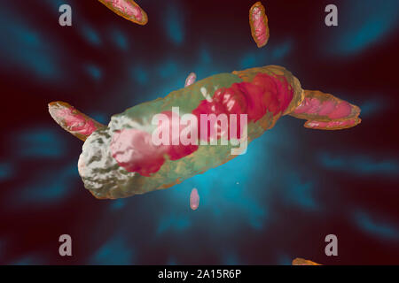 3D reso illustrazione, la visualizzazione di una anatomicamente corretta mitocondrio Foto Stock