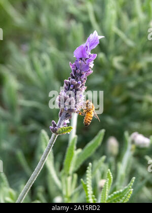 Api per raccogliere il polline da viola lavanda Foto Stock