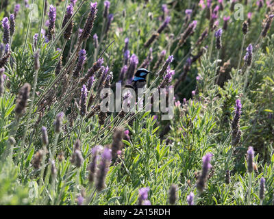 Un maschio di colore luminoso Blue superbo Fairy Wren quasi nascosto in una massa di lavanda viola profumata in una bella giornata in primavera, Australia Foto Stock