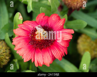 Ape al centro interno di un fiore rosso, giardino australiano Foto Stock