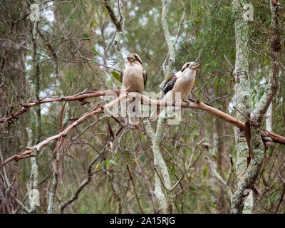 Uccelli australiani Kookaburra, coppia comica di Kookaburra o Kingfishers seduti tra gli alberi del bush arroccato su un ramo di alberi di gomma, ridendo Foto Stock