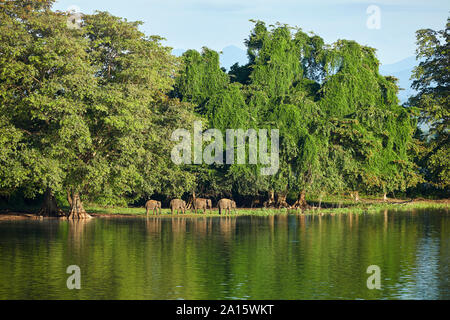 Vista della penisola di Udawalawe serbatoio con quattro giovani elefanti, Udawalawa National Park, Sri Lanka Foto Stock