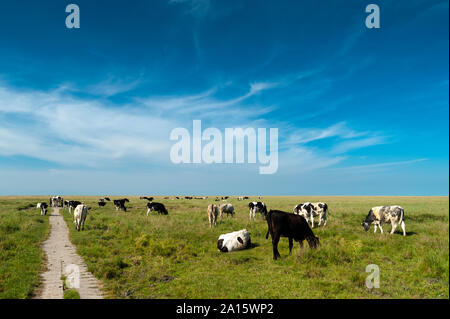 Germania, Schleswig-Holstein, Sankt Peter-Ording, vista dalla diga di palude salata con la mandria di mucche Foto Stock