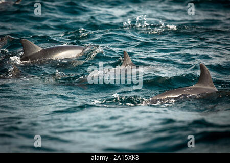 Gruppo di delfini Sri Lanka Foto Stock