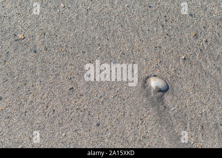 Seashell isolato si è incagliata su una spiaggia di sabbia in Cornovaglia. Shell isolata, isolamento, solitario, tutti da solo, in solitaria, conchology. Foto Stock