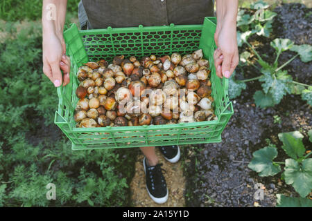 Close-up della donna che la porta cassetta con le cipolle in giardino Foto Stock