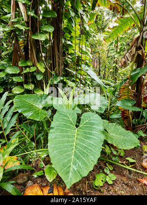 Le piante e gli alberi che crescono in verde e lussureggiante foresta pluviale a 'Akaka Falls State Park Foto Stock