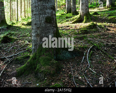 Tronchi di alberi in una foresta mista, Kolsass, Tirolo, Austria Foto Stock