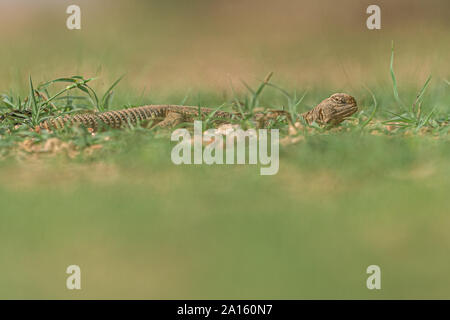 Spinosa lucertola codato!! Foto Stock