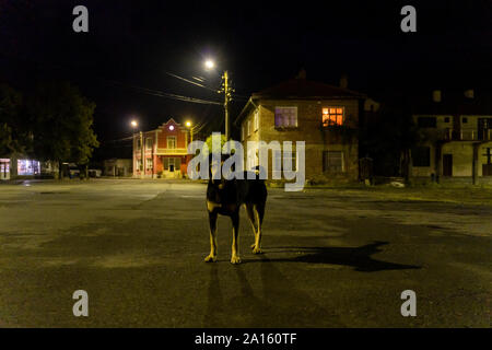 Cane sulla strada in una piccola città di notte, Kosti, Bulgaria Foto Stock