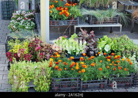 Le calendule fiori e piante ornamentali per giardino in scatole di plastica sono venduti per strada. Foto Stock