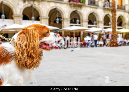 Close-up vista laterale del Cavalier King Charles Spaniel a Barcellona Foto Stock