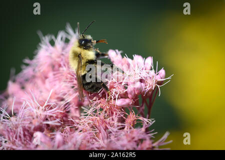 Un comune Eastern Bumblebee si siede indietro per lo sposo stesso su Spotted Joe-Pye Weed al Dufferin Isole parco naturale a Niagara Falls, Canada. Foto Stock