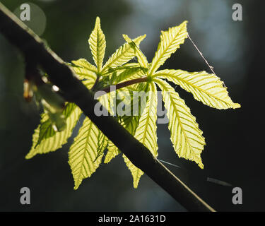 Cavallo retroilluminato con foglie di castagno (Aesculus hippocastanum) in sole primaverile. Tipperary, Irlanda Foto Stock