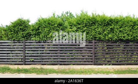 Dietro una rustica staccionata in legno di tavole orizzontali, una verde conifera sempreverde cresce di recinzione. Iisolated sulla parte superiore esterna immagine panoramica Foto Stock