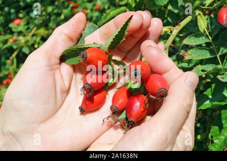 Anziani senior donna raccolta raccolta mature radica rossa eglantine frutti di bosco. Mani con frutti contro lo sfondo verde Foto Stock