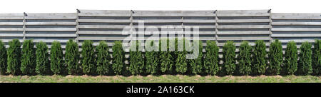 Nei pressi di una lunga rustico recinzione in legno di colore grigio orizzontale plance, una verde evergreen alberi di conifere cresce. Iisolated sulla parte superiore esterna immagine panoramica Foto Stock