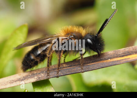 Gwynne mineraria del maschio di Ape (Andrena bicolor) appollaiato sul gambo di pianta. Tipperary, Irlanda Foto Stock