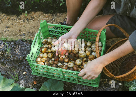 Close-up di donna cipolle di raccolta in giardino Foto Stock