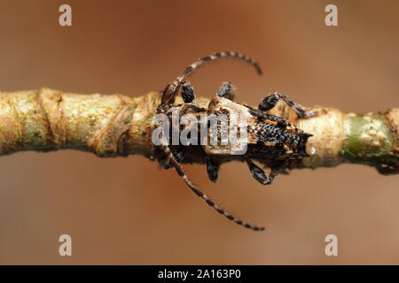 Minor Thorn con punta di Longhorn Beetle (Pogonocherus hispidus) strisciando lungo ramoscello. Tipperary, Irlanda Foto Stock