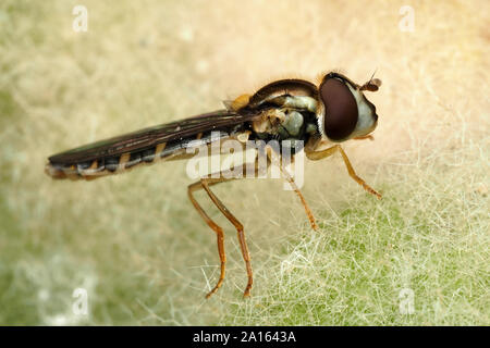 Sphaerophoria sp hoverfly vista laterale del campione sulla pianta. Tipperary, Irlanda Foto Stock