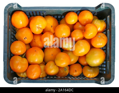 Giallo maturo eco i pomodori in nero scatola di plastica. Isolato su bianco superiore vista colpo all'aperto Foto Stock