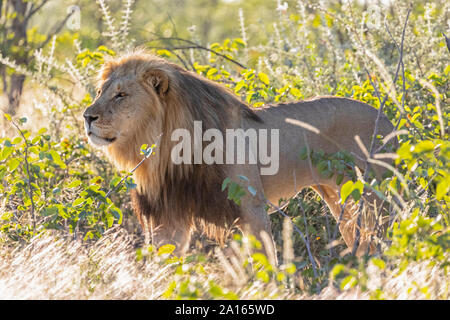 Africa, Namibia, il Parco Nazionale di Etosha, maschio lion Panthera leo Foto Stock