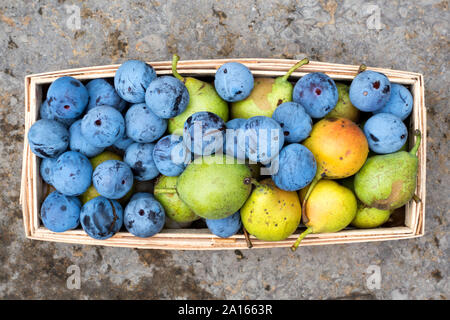 Raccolto, prugne e pere nel cestello Foto Stock
